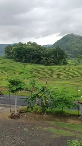 #leksardi#wisatajogja #iwakkalen 