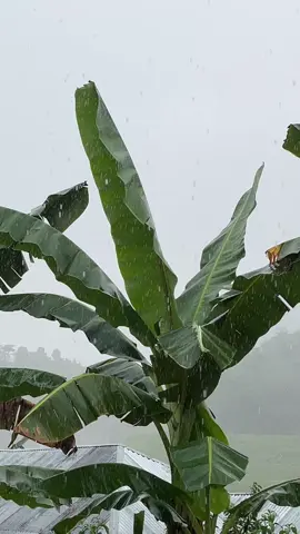 #superman #escukurpanas 