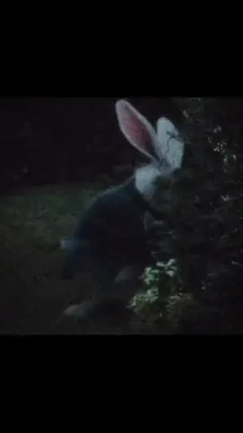 O Coelho Branco em “Alice no País das Maravilhas” representa o tempo e a ansiedade. Ele está sempre apressado, repetindo “estou atrasado!”, como se fosse a nossa própria mente lembrando que algo já devia ter acontecido. Ele simboliza a pressa, o medo de perder o momento, a corrida contra o tempo que nunca para. Já o Gato de Cheshire representa o caos, a entropia, o imprevisível. Ele aparece e desaparece quando quer, muda de forma, fala por enigmas. É o símbolo do que ainda pode ser mudado, do que está fora do controle. Enquanto o coelho marca o tempo que escapa, o gato mostra que ainda existe espaço para mudar o rumo. No fim, “Alice no País das Maravilhas” é um reflexo de nós mesmos: entre o coelho que corre e o gato que ri, estamos tentando entender quem somos antes que o tempo acabe. #alicenospaisesdasmaravilhas #anciedade #reflexion #sad #tempo 