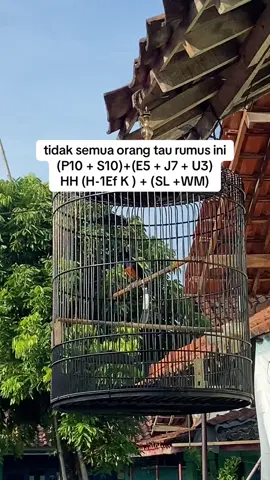 stelan wong mumet #muraibatuindonesia #muraibatumedan #kicaumania 