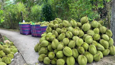 Thu hoạch sầu riêng ri 6 vườn nhà  🥰 #xuhuong #63tiengiang #sauriengmientay #cailaytiengiang 