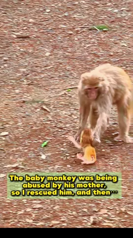 The baby monkey was being abused by his mother,so I rescued him, and then…😎🙏🏻❤️#monkey #rescue #animalrescue #Love #usa 