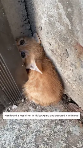 Man found a lost kitten and adopted it with love #animal #animalsoftiktok #animallover #rescueanimals #cat 