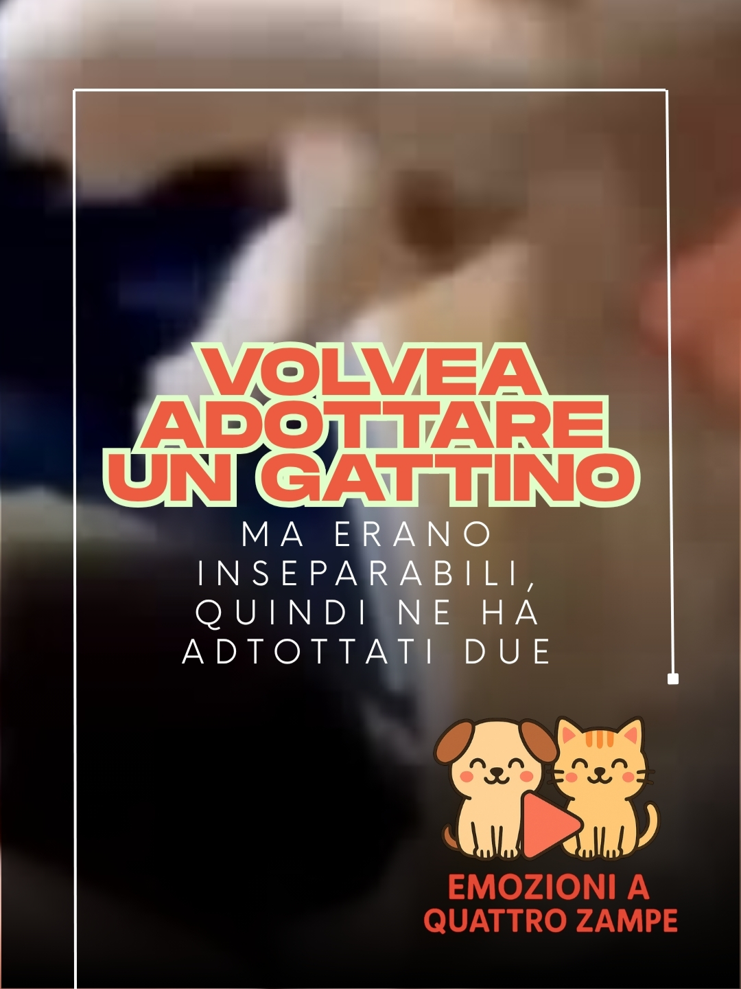 Pensava di tornare a casa con un solo gattino, ma l’amore ha deciso diversamente. Ogni volta che provava a sceglierne uno, l’altro correva a proteggerlo, miagolando disperato. 💔 Alla fine ha capito: certi legami non si spezzano, si accolgono. Perché l’amore vero non divide… unisce. 🐾❤️ #emozioniaquattrozampe #amiciziainfinita #gattiniinseparabili #storiechecommuovono #amorevero