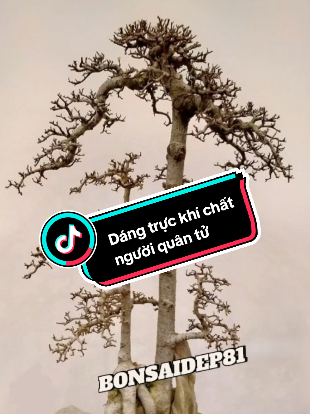 🌿Cây có dáng – người có tâm. Bonsai dáng Trực Quân Tử chính là biểu tượng của một con người sống ngay, sống vững giữa giông gió. Trong thế giới bonsai, dáng Trực Quân Tử được xem như biểu tượng của người quân tử – chính trực, hiên ngang và kiên định. Thân cây mọc thẳng, không nghiêng ngả, dù thời tiết khắc nghiệt hay gió mưa bão táp, vẫn giữ thế đứng ngay vững vàng. Đó cũng là hình ảnh của những con người dám sống đúng, sống thật, không vì lợi danh mà cúi đầu, không vì khó khăn mà gãy đổ. 💪 Chơi bonsai dáng trực không chỉ là yêu cái đẹp tự nhiên, mà còn là cách người chơi rèn tâm – dưỡng tính – học cách đứng vững trước thử thách. Mỗi lần nhìn cây, ta như được nhắc nhở: 👉 “Giữa cuộc đời nghiêng ngả, hãy chọn làm người thẳng thắn.” Bonsai dáng Trực Quân Tử không khoe mình bằng sự phô trương, mà lan tỏa sự đĩnh đạc, giản dị và bền bỉ – giống như một con người điềm tĩnh nhưng mạnh mẽ từ bên trong. 💬 Bạn có từng thấy hình ảnh của chính mình trong dáng cây ấy chưa? Hãy chia sẻ cảm nhận của bạn nhé – biết đâu, chúng ta cùng chung một tinh thần “Quân tử giữa đời”.  #bonsai #bonsaidep81 #trucquantu #trietlycuocsong #bonsaistyle 