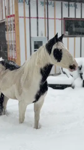 Happy horse after the second snow 🌨️⛄️ #painthorse #fyp #chevaldunevie 