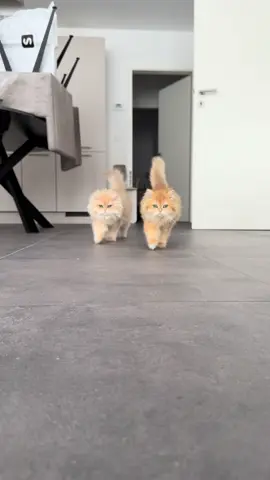 the king and Queen of the house. 🐾👑 #britishlonghair #belgium #muezza #rhaenyra #cat 