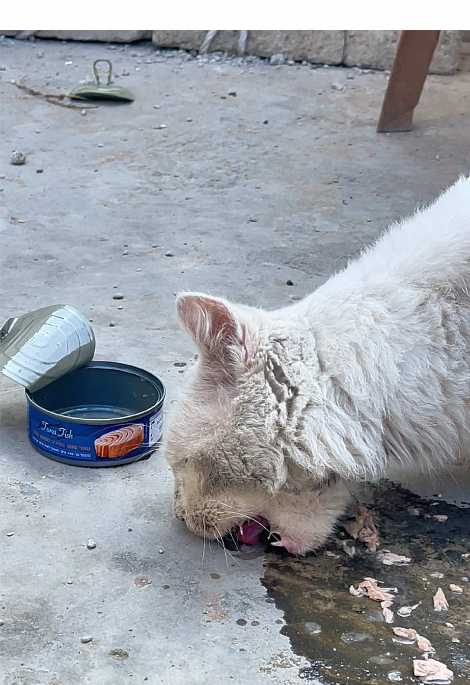 Welcome Home, Little One! 🐾Big surprise! I adopted a new kitten today, and my heart is full of joy! In this video, I'll share his first moments arriving and how he's interacting with his new environment. But he needs a unique name! I have a few ideas, but I trust your taste. Please, share your name suggestions in the comments, and I'll pick the name that gets the most likes or is the most creative. We'll start his daily care journey together, so stay tuned to watch him grow and discover his adventures. Thanks for your support!#Gaza #AnimalRescue #tiktok 