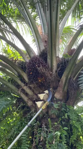 Sabit sawit tajam tanpah asah Sblmaster pro long #fyp #kerjahari #potongbuah #pahatsawit #sawitmalaysia 