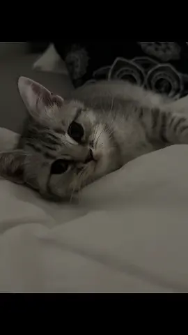 dont forget to pray.                                                                                        #cat #islamic #fyp #babycat #draft 