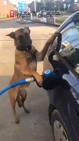 الشقيان كسبان#حمو #ترند #fyyyyyyyyyyyyyyyy 