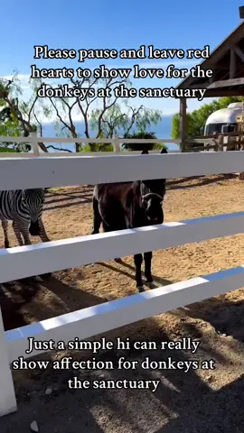 #fypppppppppppppp #donkeyrescue #rescuedonkeysfromslaughter #donkeyssanctuary #donkeys 