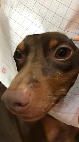 Vẽ chó chưa bao giờ dễ tới thế 😅 Biết sớm thì giờ theo nghệ thuật rồi chứ không phải đi làm tuyển dụng như bây giờ 🤭