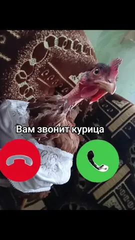 Брала лук для курочки у @🐓Курочки_TV🐣!  #звонок #вайбер #рекомендации #рееееекоооменнндации 