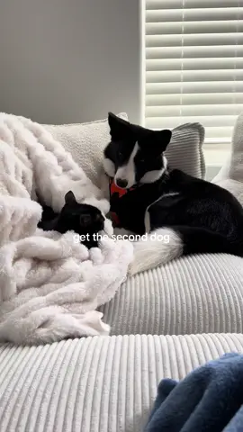 #fyp #bordercollie #dogsoftiktok #PetsOfTikTok 