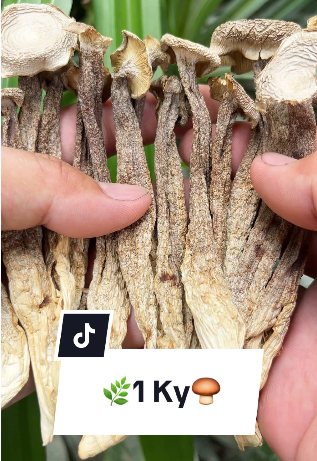 Nấm lộc nhung dày cây giòn ngọt thơm ngon nguyên cây sấy khô, nấm nhung hươu, nấm ngon, nấm khô, ăn chay, thuần chay #namlocnhung #namnhunghuou #namlocnhungkho #namlocnhungnguyencay #namngon 