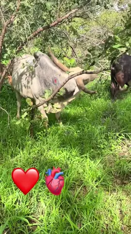 #thiambel #geda #pullojomnage 