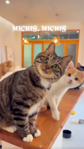 #PaidPartnership #MakeLIVECount #LIVEFEST2025 #LIVEIncentiveProgram 