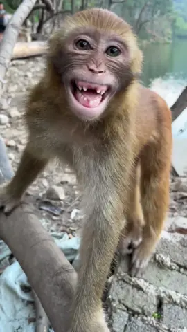 This guy smiles like this #monkey #poormonkey #babymonkey 
