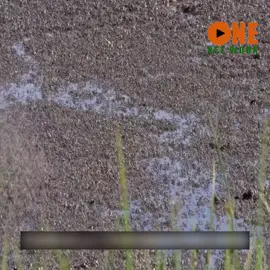 Quy luật tự nhiên #thegioidongvat 