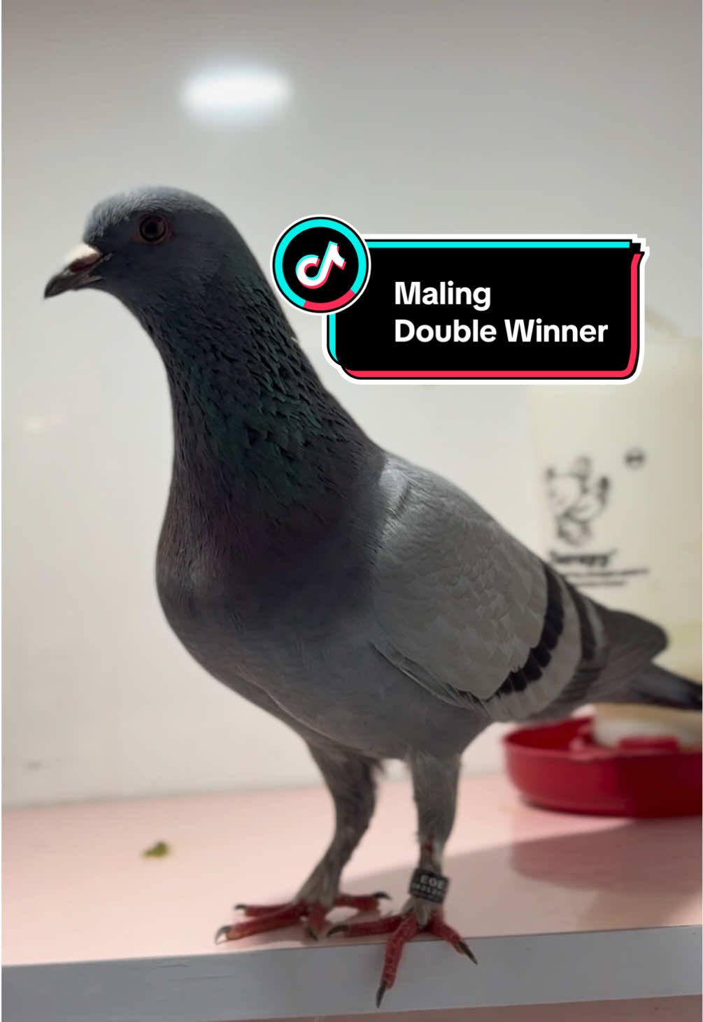 Alhamdulillah, Maling Double Winner di Lomba Perdana! 🥳 Terima kasih Ya Allah atas karunia dan rahmat-Mu. Semoga kemenangan menjadi motivasi untuk yang akan datang. Double Sukur, Double Bahagia! 🙏 #doublewinner #merpati #sukur #merpatikolong #merpatikolong 