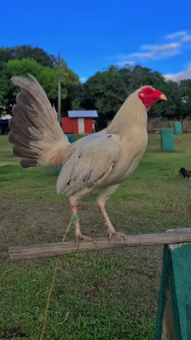 henyy,🤍minus,gk bisa bertelur/#🐓falipina🇵🇭 #fyppppppppppppppppppppppp 