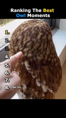 Ranking The Best Owl Moments😂🩷 #ranking #owl #bird #goviral #fyp 
