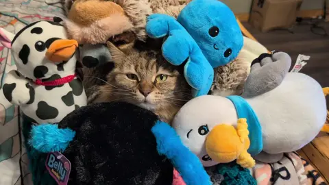 #cat #stuffies #catsoftiktok #patience 
