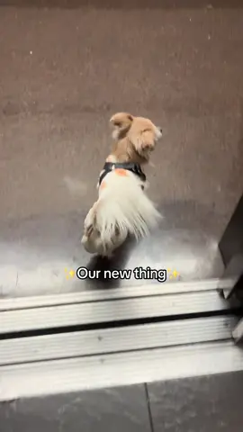 We’ve had Lilo for about a month now and he’s such a great boy. He always wants to make me smile and it really helps since my childhood dog passed away on August 24th this year, LILO came into our life on Oct 17th. Although the emotional adjustment was hard, he made it easy with his easy training and well manners. #fypシ #pettok #petloss #puppy 