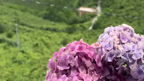 61 #trabzon #karadeniz #taşacakbudeniz #61 #karadenizliyiz 