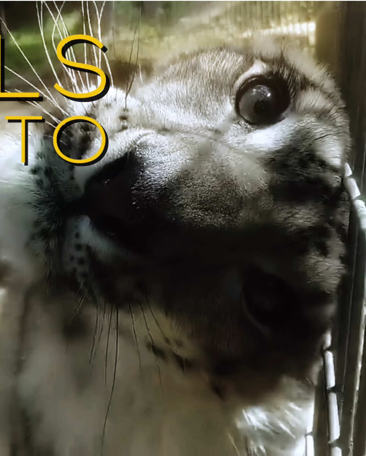 “Between 2008 and 2016 alone, one snow leopard has reportedly been killed and traded every day - 220 to 450 cats per year. The Tibetan plateau, home to more than half of the remaining snow leopards, has already gotten 3 degrees warmer in the last 20 years.” (snowleopard.org) #snowleopard #bigcat #nature 