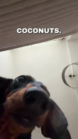 Es tut mir leid 😭😂  #fy #dachshund #dogsoftiktok #viral #coconut 