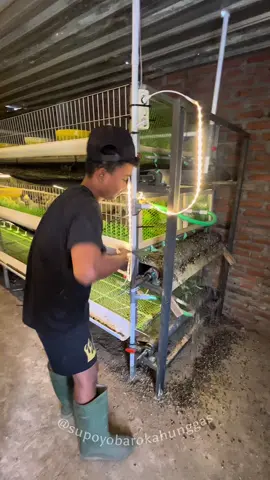 motivasi hari ini #peternakmuda #kemitraanayambroiler #ayambroiler #CapCut 