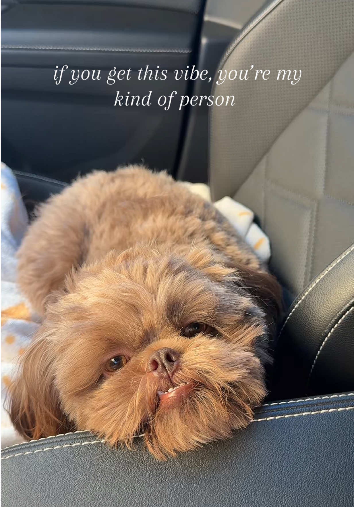 his little face is everything 🤎 #lovegolfie #doglover #shihtzu #fypシ #cutedog 
