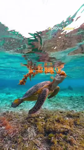 Pourquoi c’est illégal de toucher des bébé tortue ? #animaux #apprendre #nature #lesaviezvous 