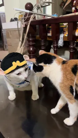 มองงง #ถังหูยู้ #ศรีสมรแมวเคียวโกะ #แอ๊ะแอ๋หมาไฮยีน่า 