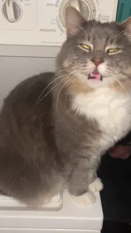 #cats #catsoftiktok #gatos #cute #fyp 