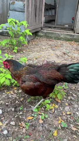 Pama iq usia baru 7 bulan #fyp #pama 