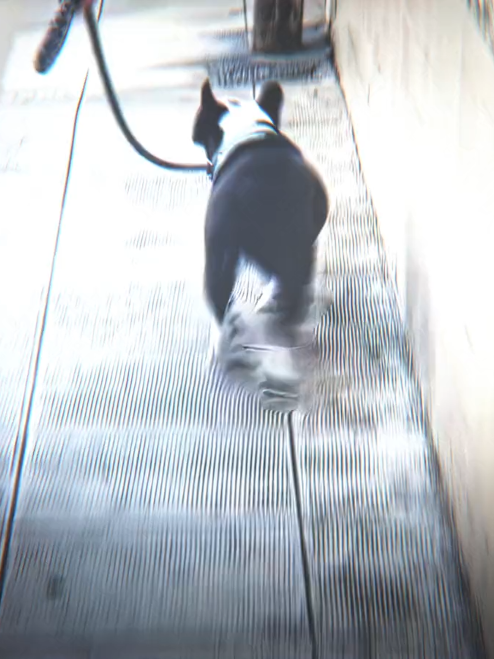 Pedala Yuri 😎 #corinthians #yurialberto #fy #fyp #foryou #viral