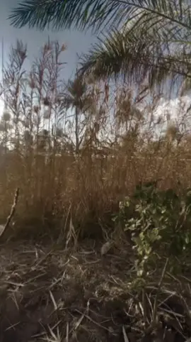 #اكسبلور #حزينہ♬🥺💔 #سمير_صبيح #اشعار_حزن_شوق_عتاب_حب #explore 