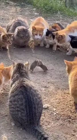 Наблюдают, кому достанется победитель 