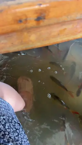 ก๋วยเตี๋ยวปลาตอด #วัดบางพระ #นครปฐม