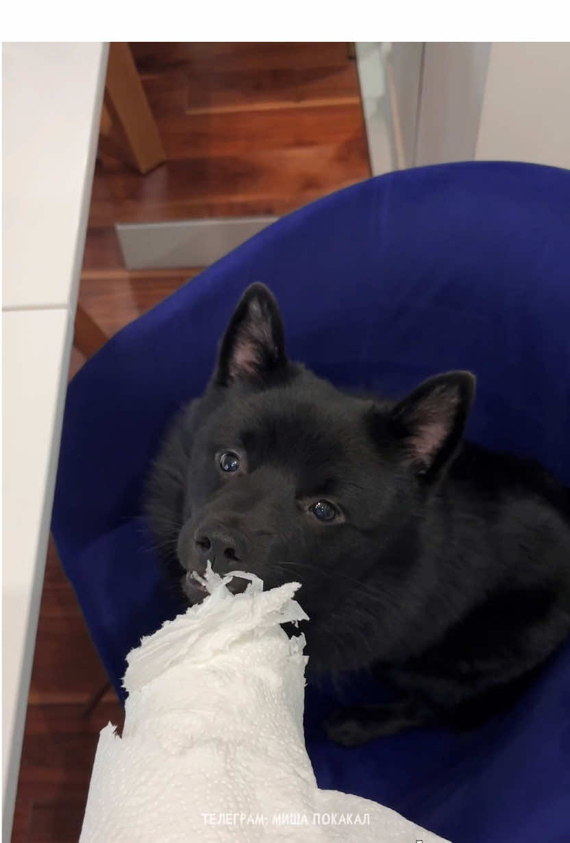 если у тебя до сих пор нет моей футболки для тyпoго вторника, то ты оч странная 