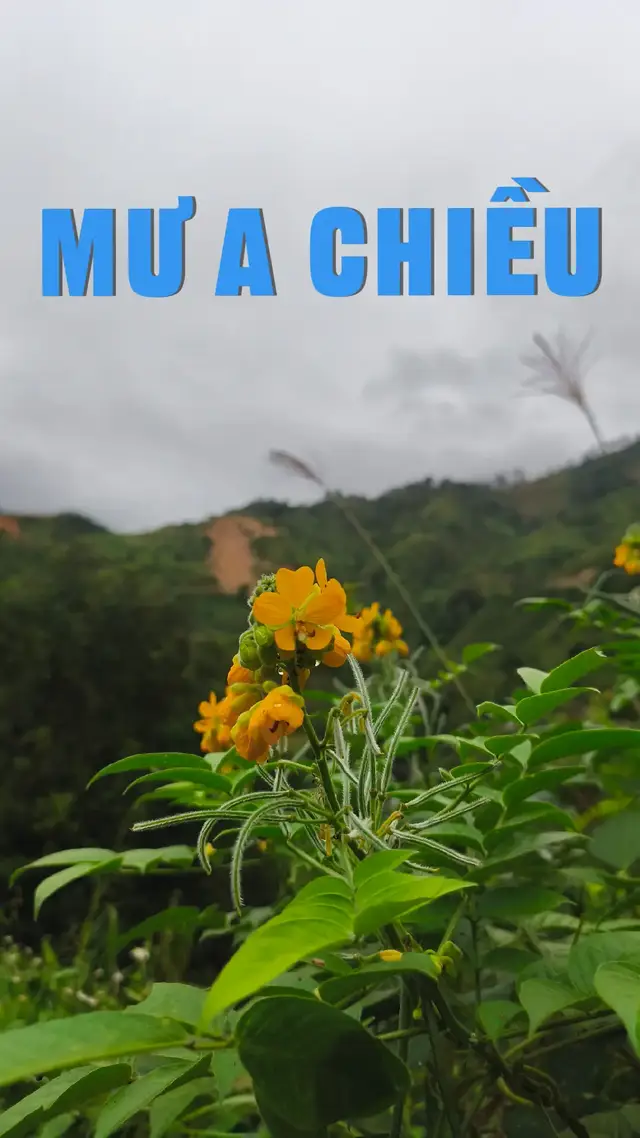 Mưa Chiều ( Mời đại GĐ nghe nhạc ngắm cảnh đẹp Lai Châu vui vẻ ) 