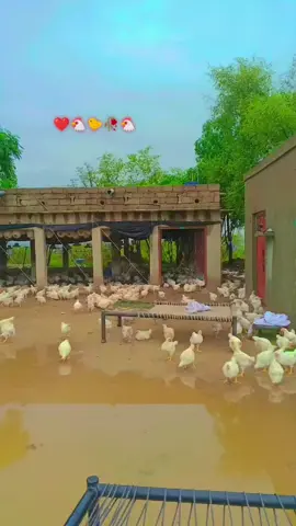 #foryoupage #viralvideo #viraltiktok #ppppppppppppppppppppppp 