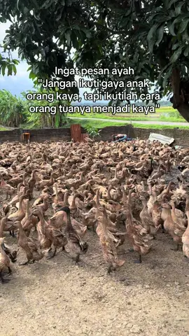 Pajero berjemur🦆#bebek #peternakmuda #pengusahamuda #fyp #foryou 