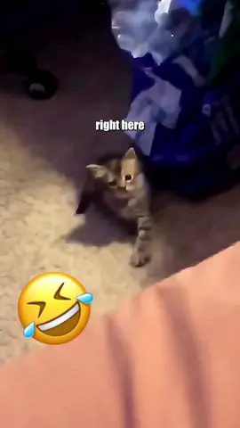 🤣🤣#catsoftiktok #PetsOfTikTok #voiceover #funny #foryou 