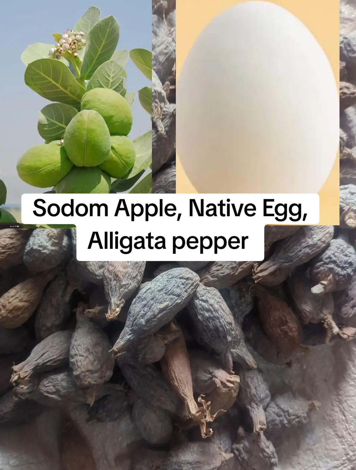 Sodom Apple, Native Egg, Alligata pepper#creatorsearchinsight #spirituality #fyp #likes #solution 