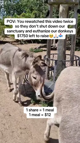 Every comment will mean the world to me🙏🏻🥰📥 #donkeysoftiktok #donkey #sanctuary #shelter #animalsoftiktok 