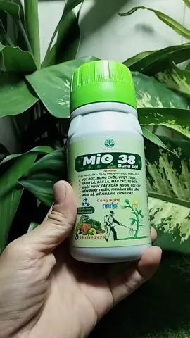 #mapdeethuong  #xuhuong  #trongrau  #cayanqua  #cay  MIG 38 MUA Ở ĐÂY 